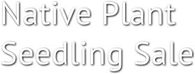Native Plant
Seedling Sale Native Plant
Seedling Sale